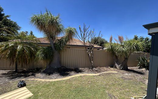 Cream Colorbond fence behind established palms and lawn