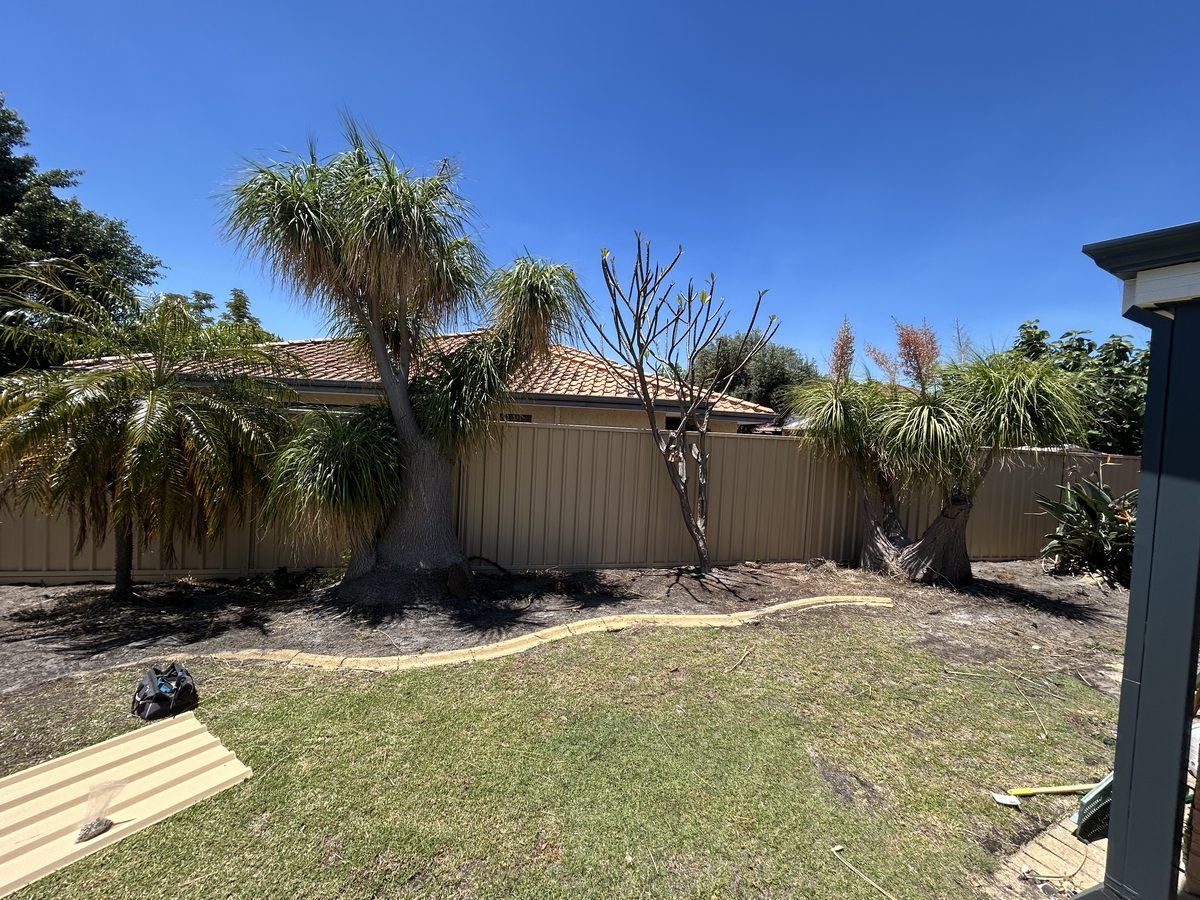 Cream Colorbond fence behind established palms and lawn